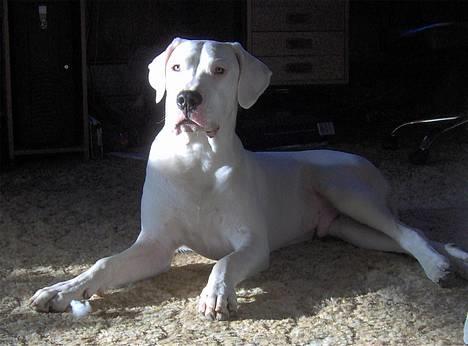 Dogo argentino Tyson - Min smukke dreng billede 1