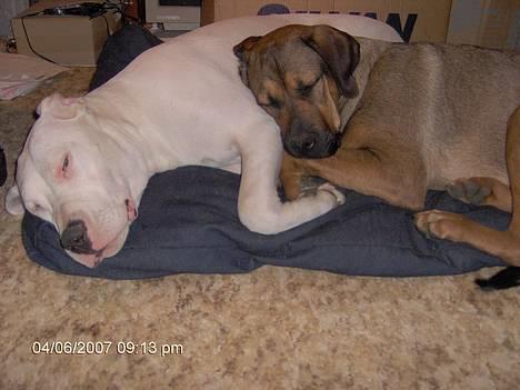 Dogo argentino Tyson - Venner for livet. billede 2