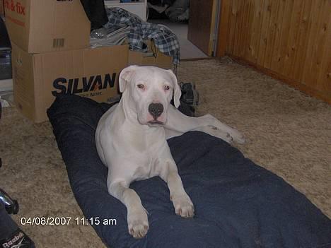 Dogo argentino Tyson - Flotte dreng. billede 3