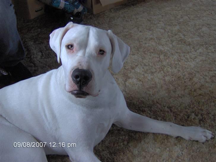 Dogo argentino Tyson - Nogen der kaldte?? billede 4