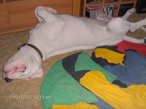 Dogo argentino Tyson - Nytårsnat?? Fyrværkeri?? Hva snakker I om?? billede 5