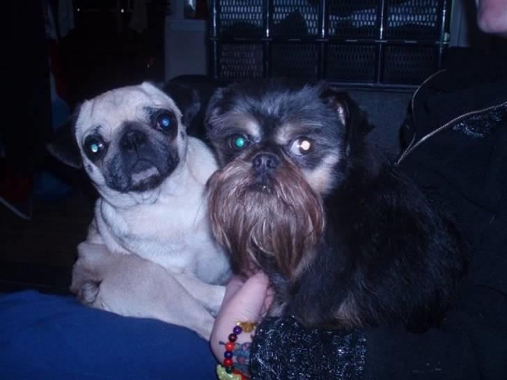 Griffon belge Toro - Toro og Freja januar 2009 billede 1