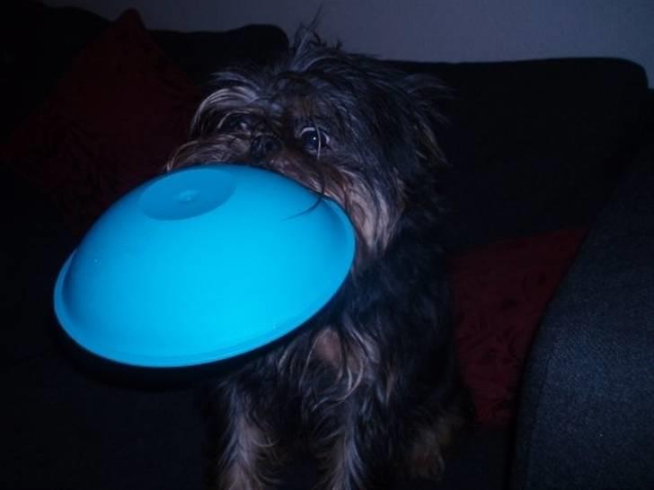 Griffon belge Toro - Jeg vil gerne have mad nu mor...... billede 2