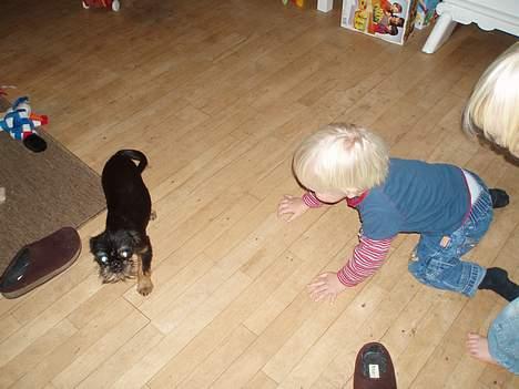 Griffon belge Toro - Min søn Nikolai sammen med Toro billede 5