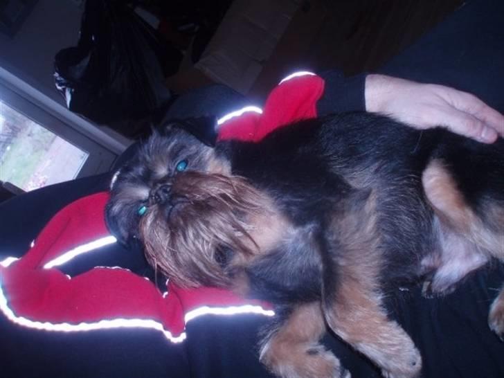 Griffon belge Toro - Toro nyder livet i favnen på far... billede 6