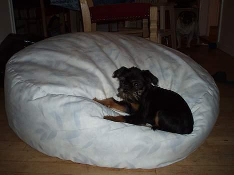 Griffon belge Toro - Ja jeg fylder ikke meget i vores fine sækkeseng... billede 7