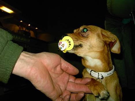 Blanding af racer Luna - Her bruger jeg sut, men jeg er holdt op nu billede 10