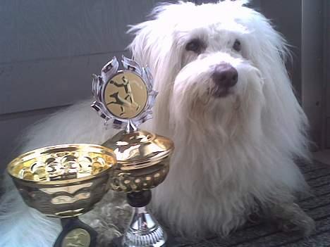 Coton de tulear Kenzo - Kenzo med sine to første pokaler : ) billede 2