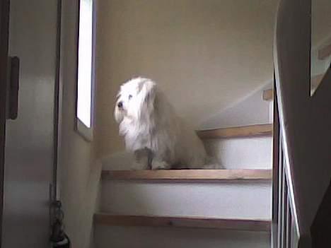 Coton de tulear Kenzo - Kenzo på post 2. billede 7