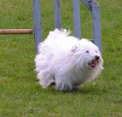 Coton de tulear Kenzo - Jubii Kenzo til agility. billede 8