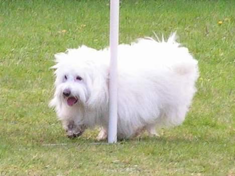 Coton de tulear Kenzo - og slalom... billede 10