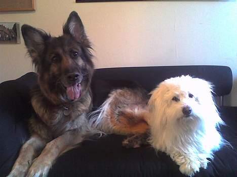 Coton de tulear Kenzo - Kenzo og sin bedste ven Garbo : ) billede 11