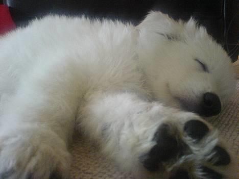 Coton de tulear Kenzo - LIlle Buddy drengen - Kenzos lillebror  : ) billede 15