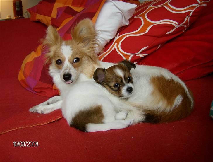 Papillon Luna - Se lige mig, nu er jeg mor.. billede 1