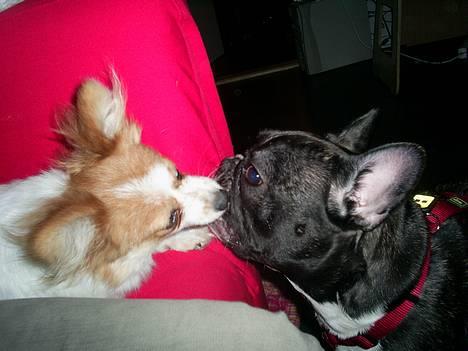 Papillon Luna - CoCo og jeg elsker at lege.. billede 2