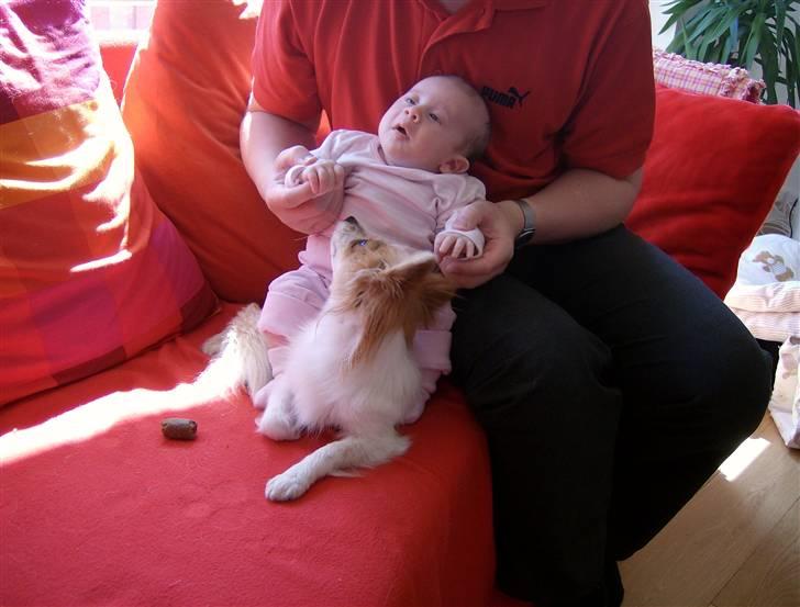 Papillon Luna - Mig og min nye kusine, Dagmar.. Mor siger jeg er dygtig, fordi jeg lader Dagmar ride på min ryg.. billede 4