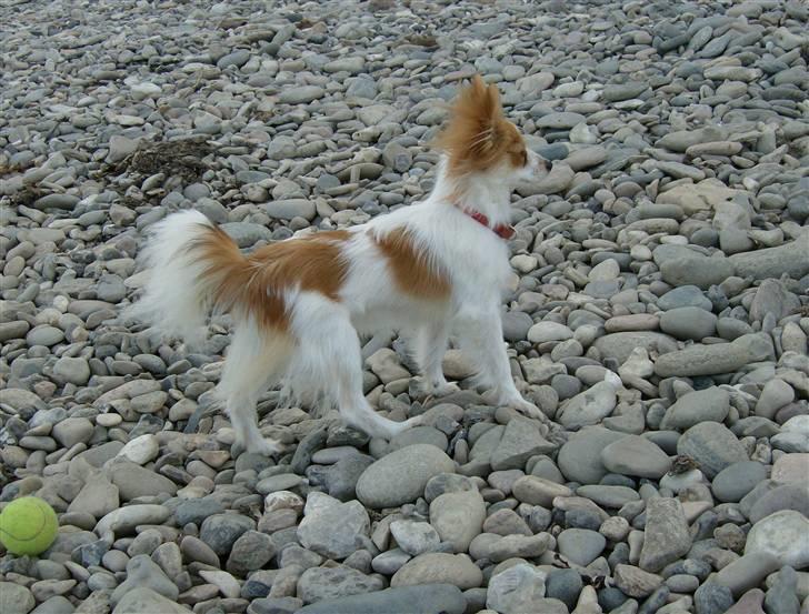 Papillon Luna - Jeg er på stranden, en rigtig stenstrand.. billede 5