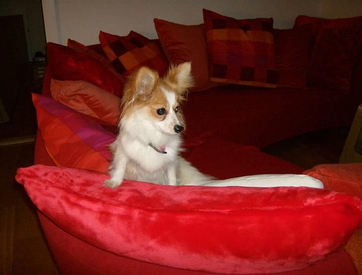 Papillon Luna - Første gang i mit nye hjem, og min nye sofa.. billede 6