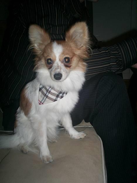 Papillon Luna - Nytårsaften, er godt nok uhyggeligt.. billede 7