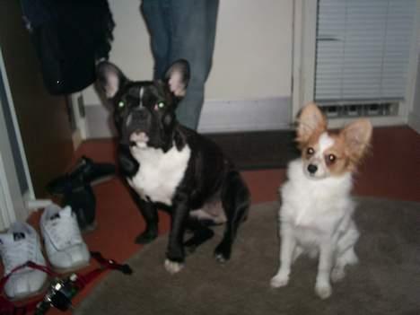 Papillon Luna - Luna og hendes bedste veninde CoCo venter på en godbid billede 8