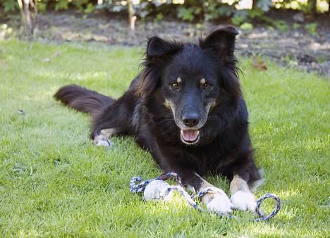 Blanding af racer Maxi - Maxi med hendes yndlingsbold... den har hun "arvet" af Kira billede 1