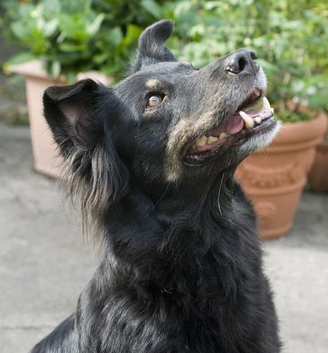 Blanding af racer Maxi - Kom så med den hundekiks! billede 2