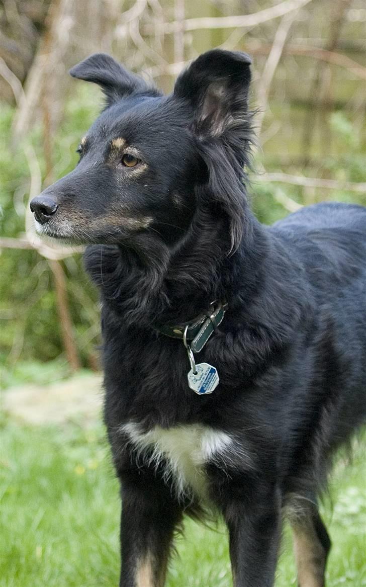 Blanding af racer Maxi billede 3