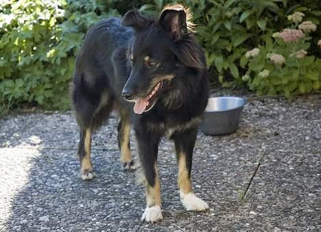 Blanding af racer Maxi - Dejlige Maxi billede 4