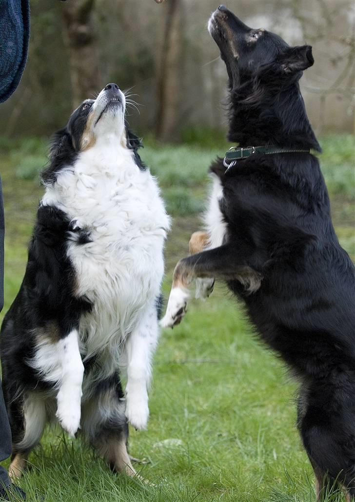 Blanding af racer Maxi billede 5