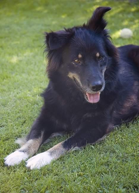 Blanding af racer Maxi billede 6