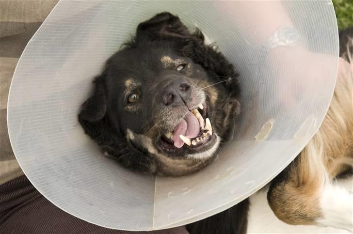 Blanding af racer Maxi - Maxi med krave billede 7