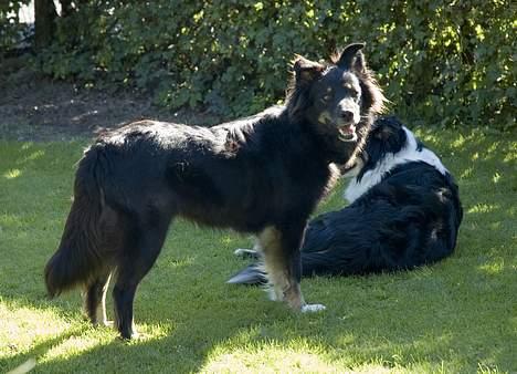 Blanding af racer Maxi billede 8