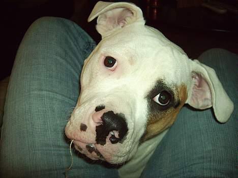 Amerikansk bulldog Lucky billede 12