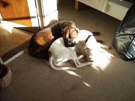 Amerikansk bulldog Lucky billede 13