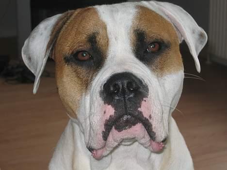 Amerikansk bulldog Kenzo - Se hvor sød og betænksom jeg kan se ud... :o) billede 9