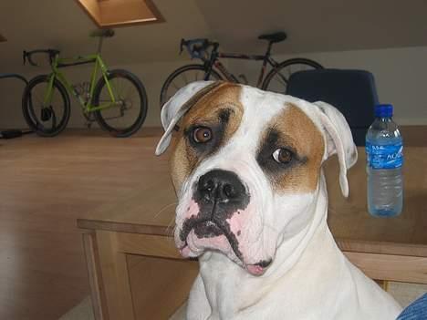 Amerikansk bulldog Kenzo - Taler du til mig... Jeg kan ikke høre dig.. billede 10