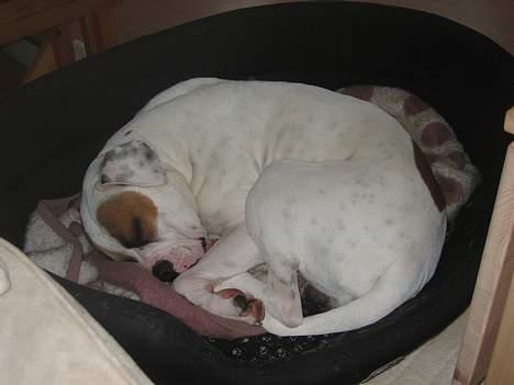 Amerikansk bulldog Kenzo - Zzzzz Zzzzz Zzzzz billede 11