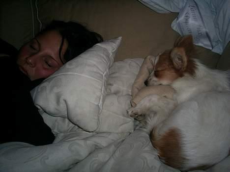 Papillon Luna - Nu får jeg en lille lur med min tante. billede 9