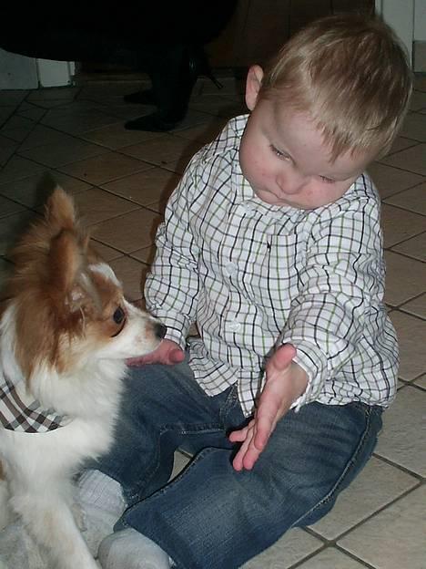 Papillon Luna - Mig og min bedste menneske legekammerat Emil. billede 10