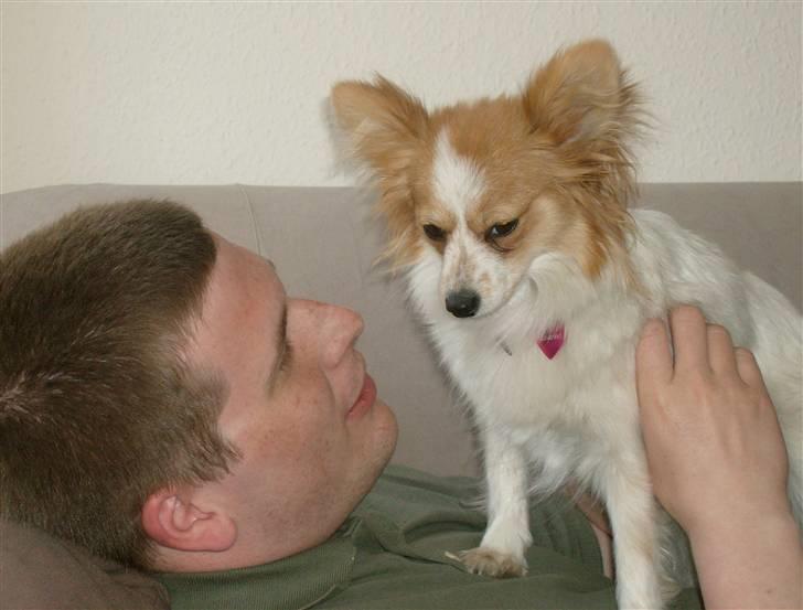 Papillon Luna - Min onkel J bliver såå glad når jeg kommer.. billede 11