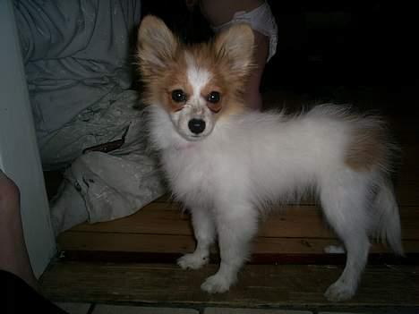 Papillon Luna - Se så fin jeg er.. billede 12