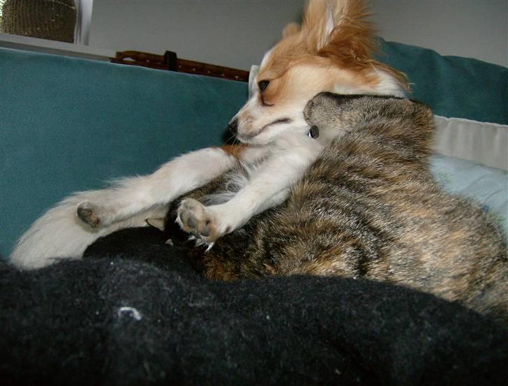 Papillon Luna - Endnu en af mine legekammerater, katten Freja.. billede 13