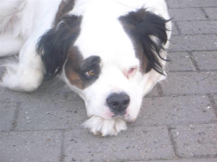 Blanding af racer Asja, R. I. P - Det er keeedeligt........ billede 10