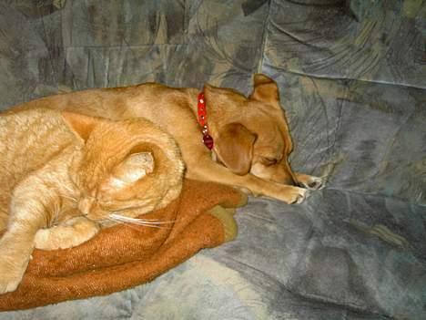 Blanding af racer Luna - Jeg tager lige en lille lur sammen med hankatten ulrik, han fylder godt nok lidt meget men pyt når vi er venner så ok billede 11