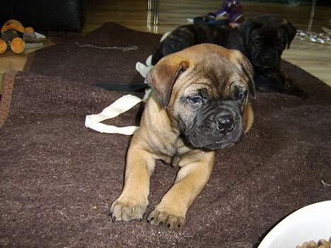 Bullmastiff Emma - 7 uger gammel billede 1