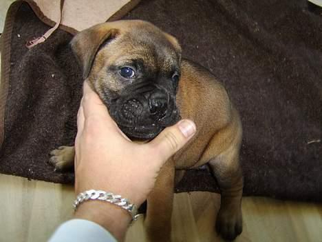 Bullmastiff Emma - 7 uger gammel billede 2