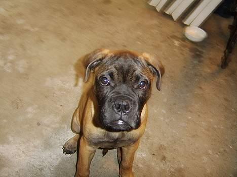 Bullmastiff Emma - 11 uger gammel billede 3
