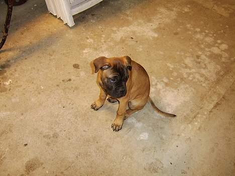 Bullmastiff Emma - 11 uger gammel billede 4