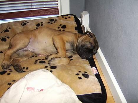 Bullmastiff Emma - Dejligt med en lur (-: billede 5