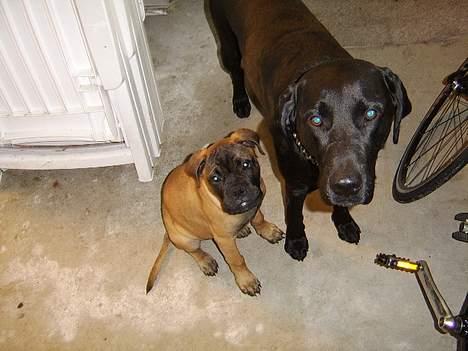 Bullmastiff Emma - Mig og " storebror " billede 6